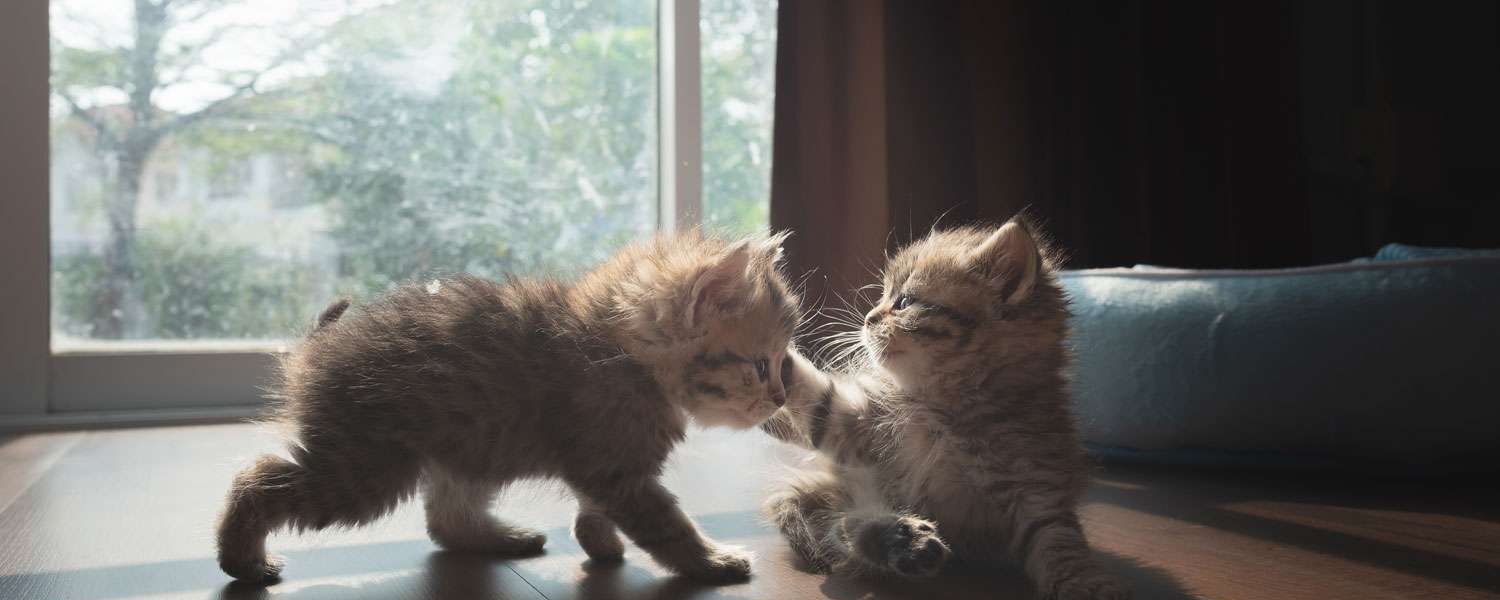Pets and Pet Care