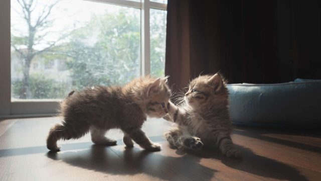 Pets and Pet Care